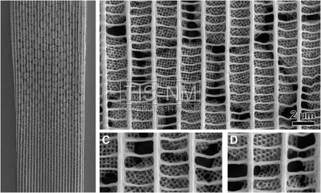 蝴蝶翅膀復雜的狹縫（來源：Science Advances / Wilts等）