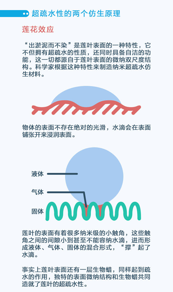 蓮葉和豬籠草的超疏水特征