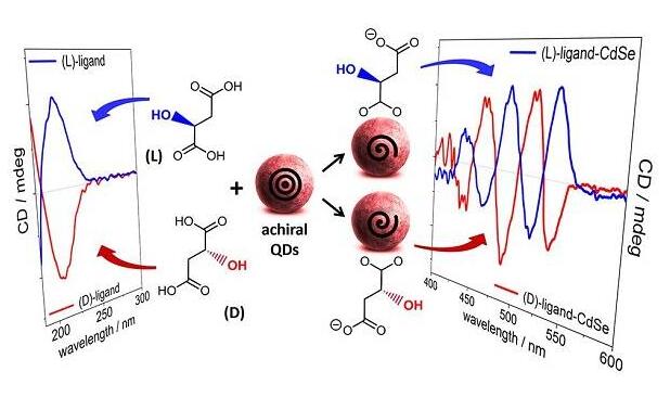 手性無巰基羧酸功能化CdSe量子點：解密配體誘導(dǎo)手性的結(jié)構(gòu)要求