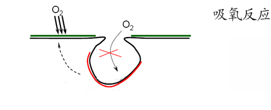 吸氧反應(yīng)—孔內(nèi)缺氧、孔外富氧—供氧差異電池