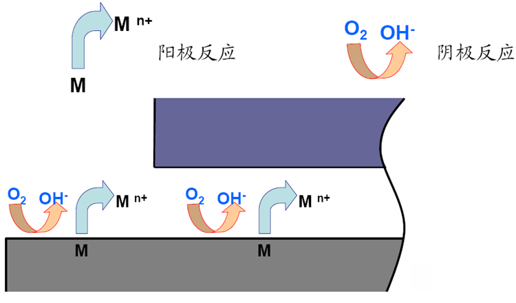 陽極和陰極反應(yīng)