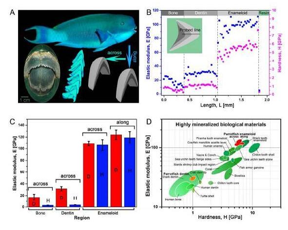 ACS Nano：鸚哥魚牙齒的微觀結(jié)構(gòu)研究——堅硬的生物礦石